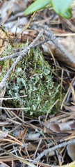 Cladonia digitata