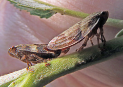 Aphrophora alni