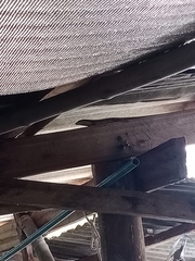 Eutropis longicaudata