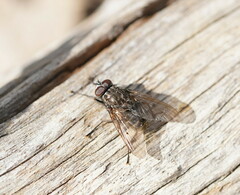 Muscidae