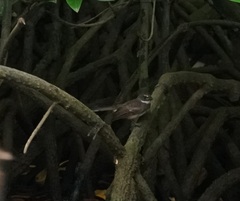 Rhipidura javanica