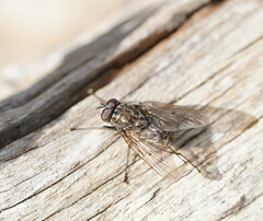 Muscidae