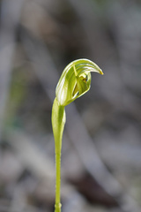 Pterostylis curta
