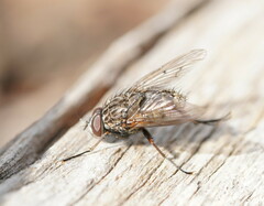Muscidae