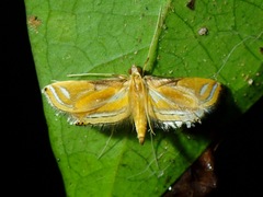 Eoophyla