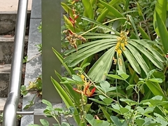 Xylocopa aestuans