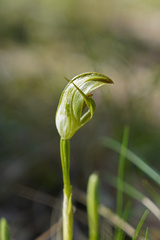 Pterostylis curta
