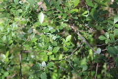 Searsia tomentosa