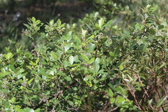 Searsia tomentosa