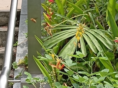 Xylocopa aestuans