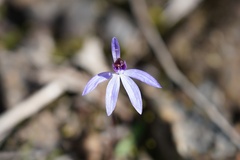 Cyanicula caerulea