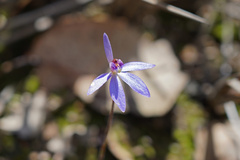Cyanicula caerulea