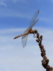 Sympetrum flaveolum