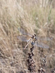 Sympetrum flaveolum