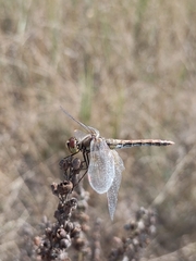 Sympetrum flaveolum