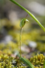 Pterostylis concinna