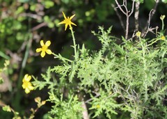 Dimorphotheca chrysanthemifolia
