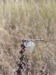 Sympetrum flaveolum