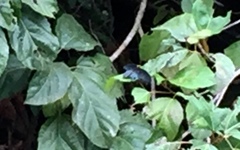 Papilio memnon agenor