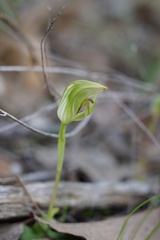 Pterostylis curta