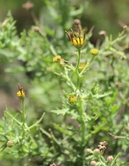 Dimorphotheca chrysanthemifolia
