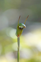 Pterostylis concinna