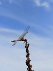 Sympetrum flaveolum
