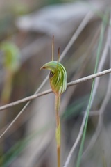 Pterostylis concinna