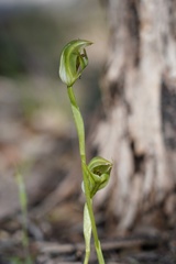 Pterostylis curta