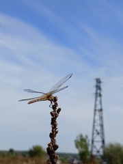 Sympetrum flaveolum
