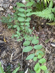 Lagerstroemia subcostata