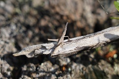 Vandiemenella viatica