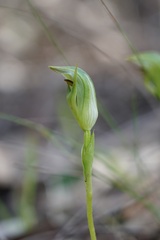Pterostylis curta