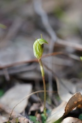 Pterostylis concinna