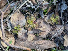 Drosera aberrans