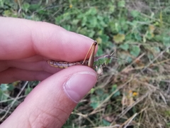 Pseudochorthippus parallelus