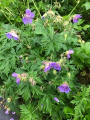 Geranium pratense