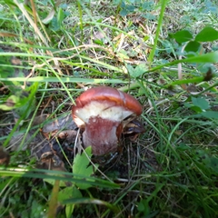 Suillus clintonianus
