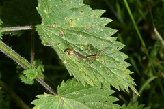 Nephrotoma appendiculata
