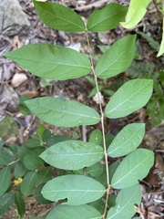 Lagerstroemia subcostata