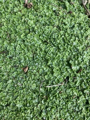 Lunularia cruciata