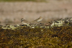 Charadrius hiaticula