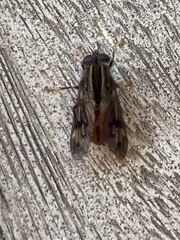 Pelecorhynchus