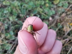 Pseudochorthippus parallelus