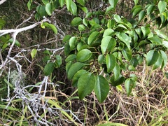 Excoecaria dallachyana