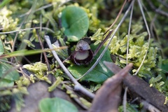 Corybas incurvus