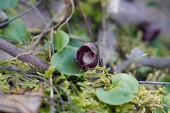 Corybas incurvus