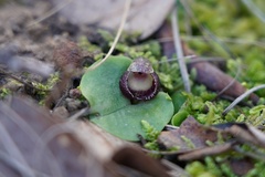 Corybas incurvus