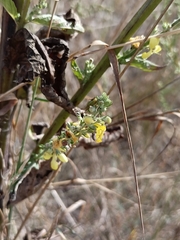 Verbascum lychnitis