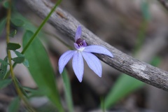 Cyanicula caerulea